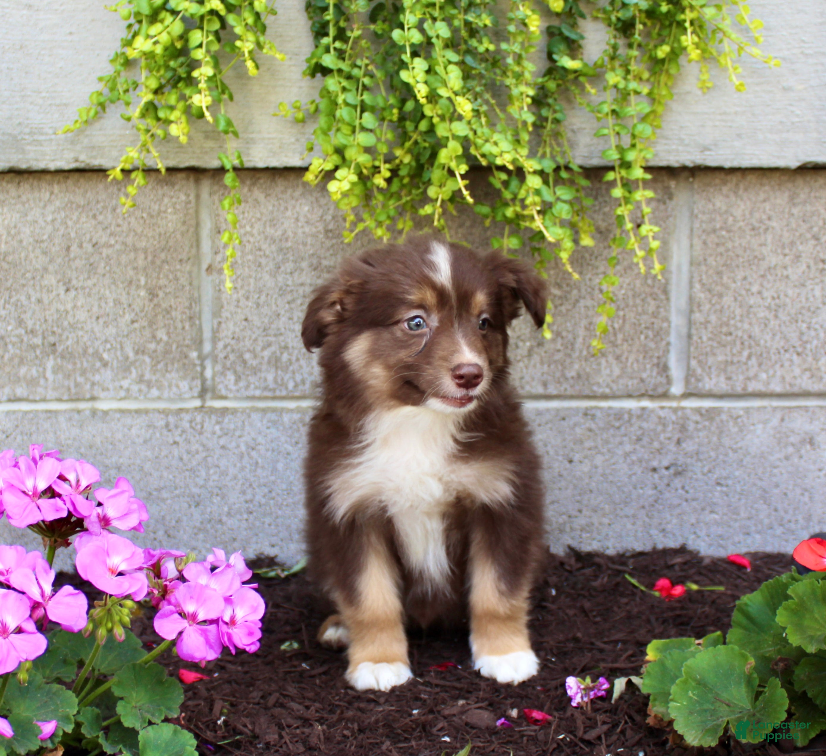 Australian Shepherd dogs Timmy - Ad 2