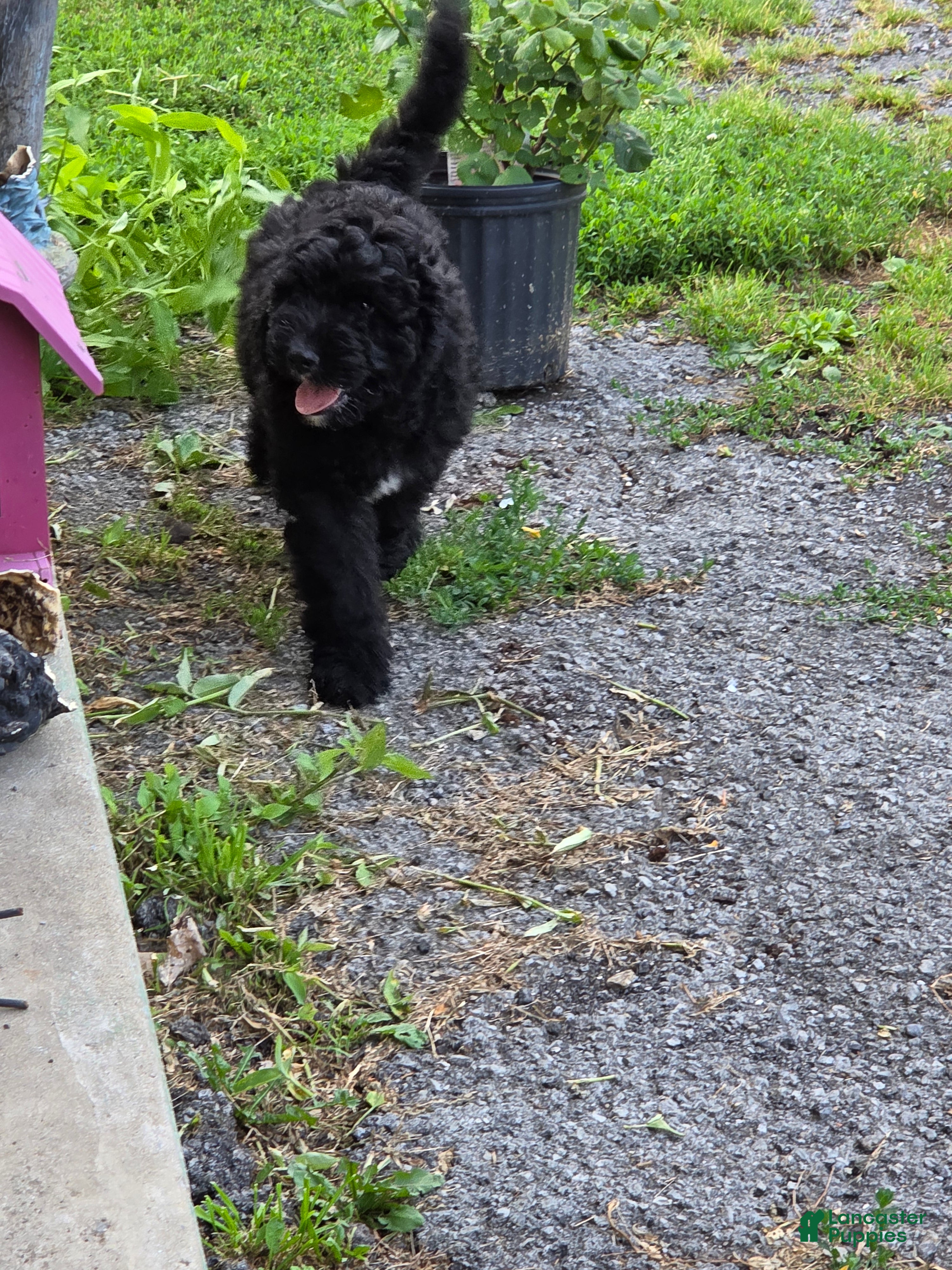 Bernedoodle dogs Merlin  - Ad 1