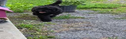 Bernedoodle dogs for sale: Merlin  - Ad 3