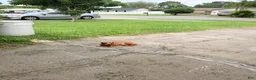 Dachshund dogs for sale: Dachshund 1 - Ad 3