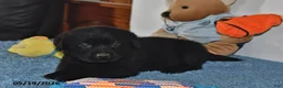 Labrador Retriever dogs for sale: Buddy - Ad 3