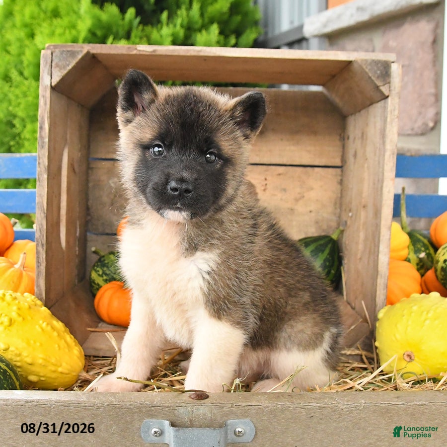 Akita dogs Nadia - Ad 1