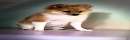 Pomeranian dogs for sale: ACA speckles partial blue eye - Ad 3