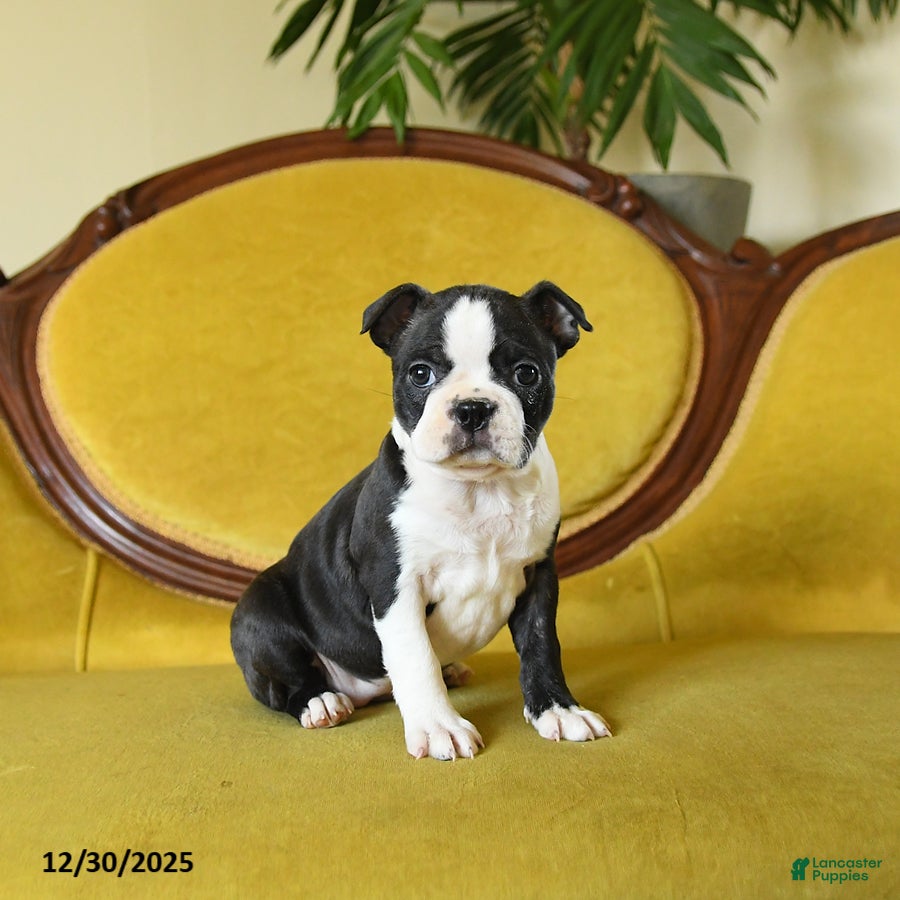 Boston Terrier dogs Mistletoe - Ad 31
