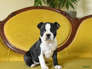 Boston Terrier dogs Mistletoe - Ad 31