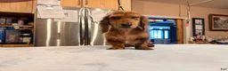 Miniature Dachshund dogs for sale: 2 blue eyes!!! - Ad 14