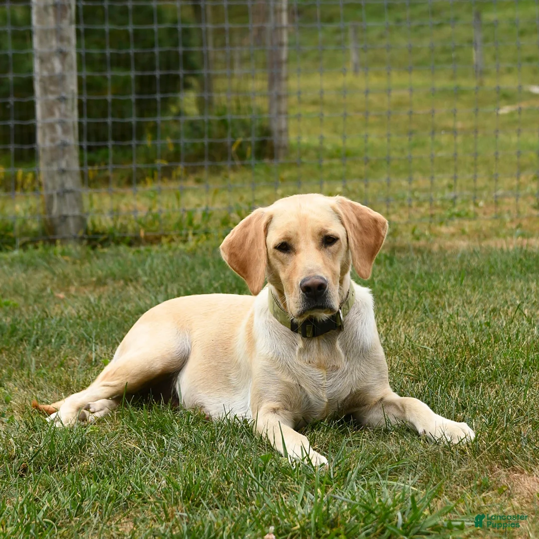 Labrador Retriever dogs for sale: Joyce  - Ad 11