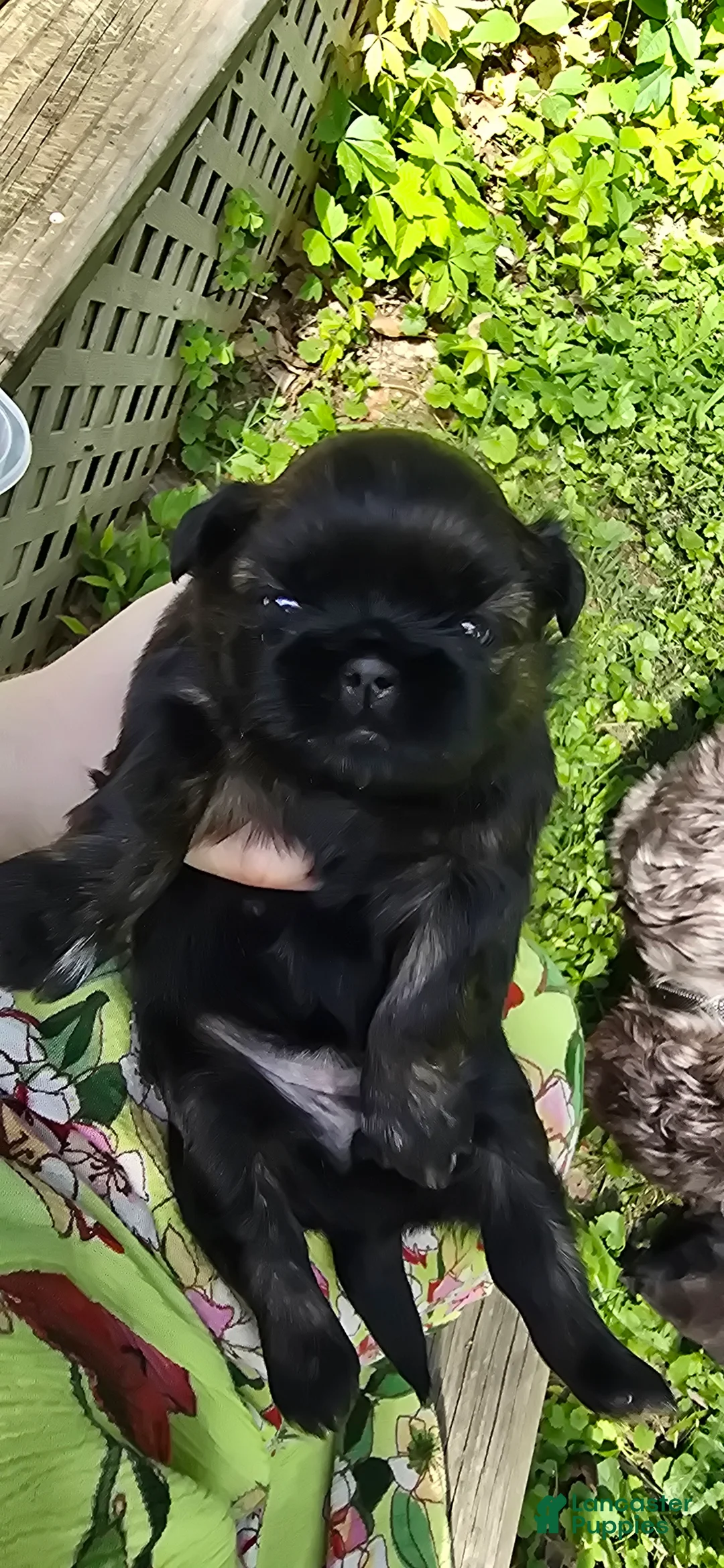 Shih Tzu dogs for sale: Precious  - Ad 1