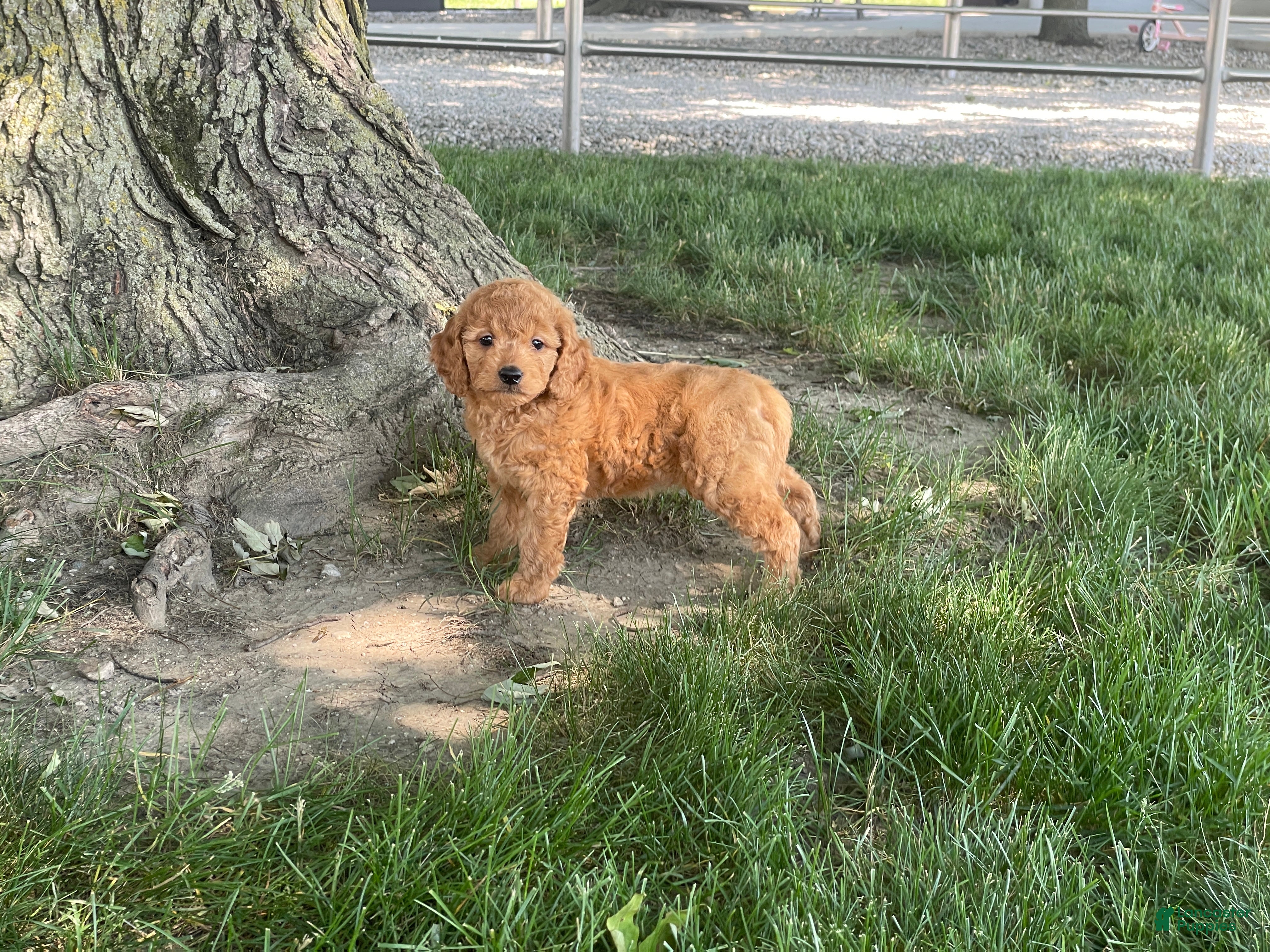 Mini Goldendoodle dogs Milie Mini Goldendoodle  - Ad 1
