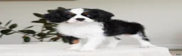 Cavalier King Charles Spaniel dogs for sale: Chester  - Ad 5