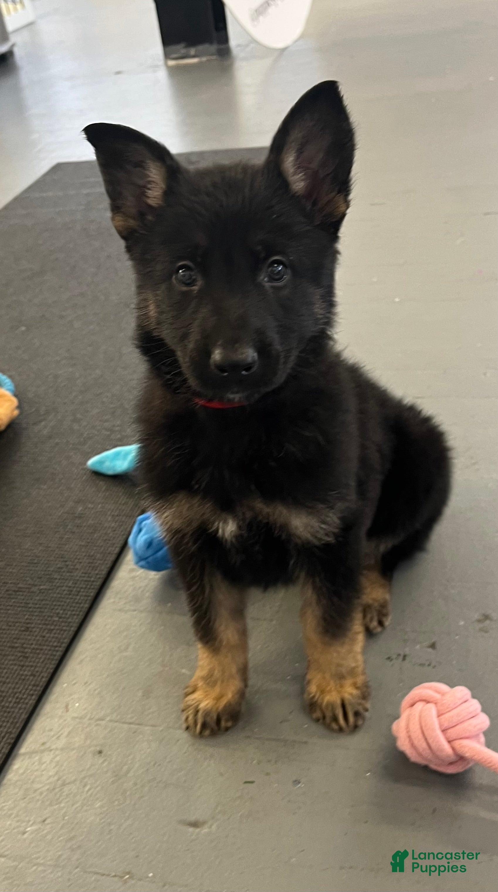 German Shepherd dogs for sale: German Shepherd Puppy 3 - Ad 1