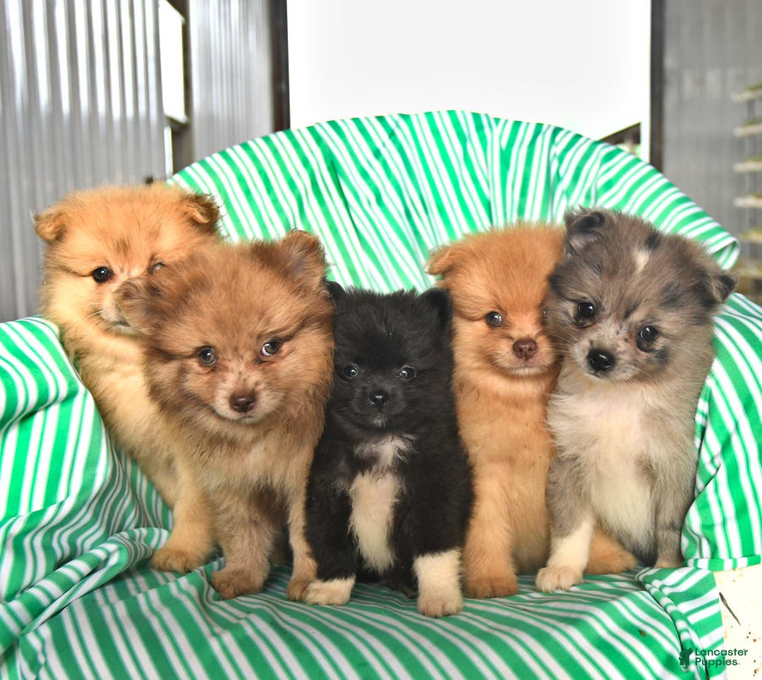 Pomeranian breeders, Washington County | Lancaster Puppies, image size:1080x964