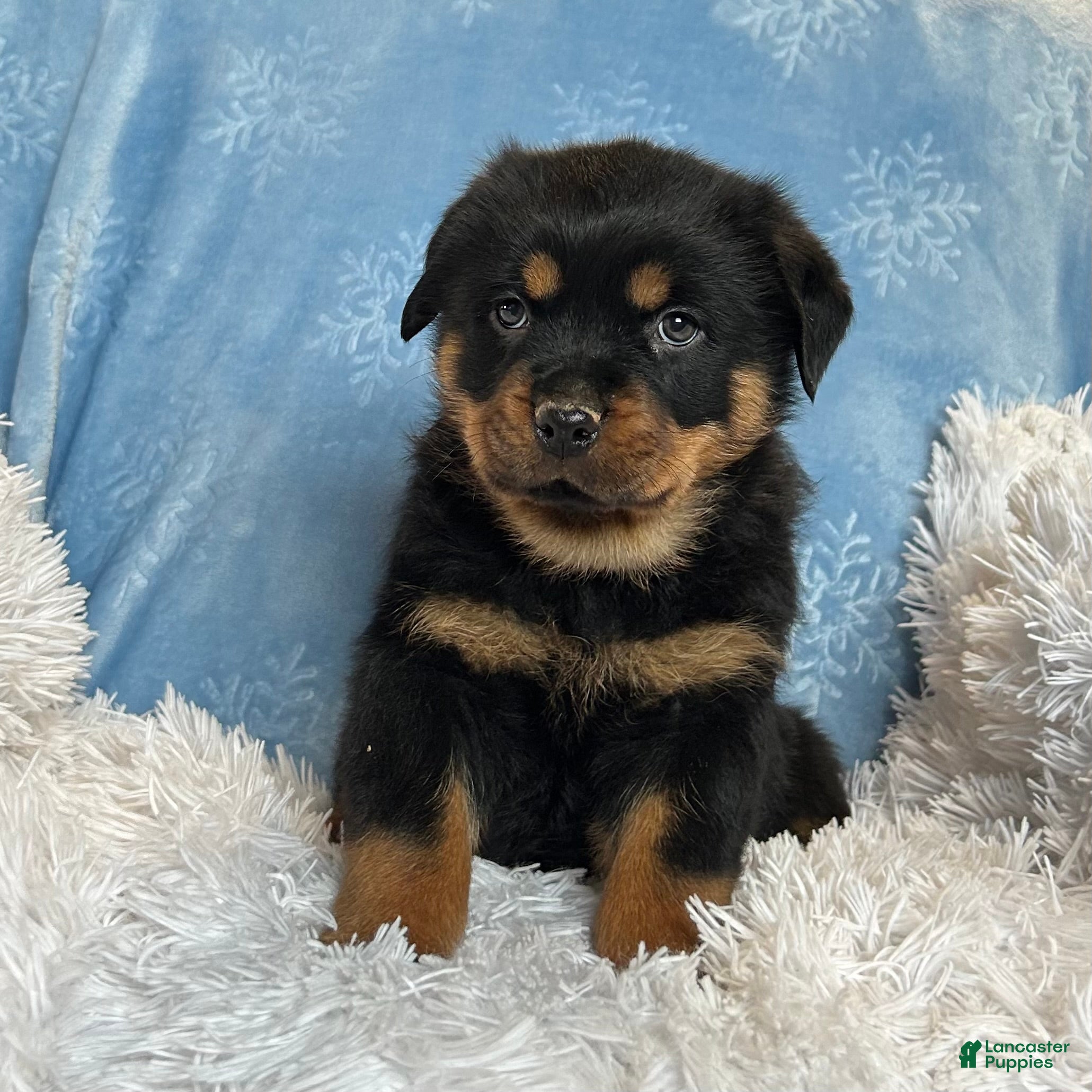 Rottweiler dogs Chase - Ad 31