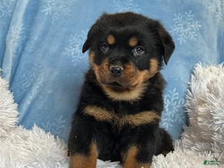Rottweiler dogs Chase - Ad 41