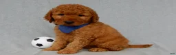 Mini Goldendoodle dogs for sale: Finley-MEDIUM - Ad 1