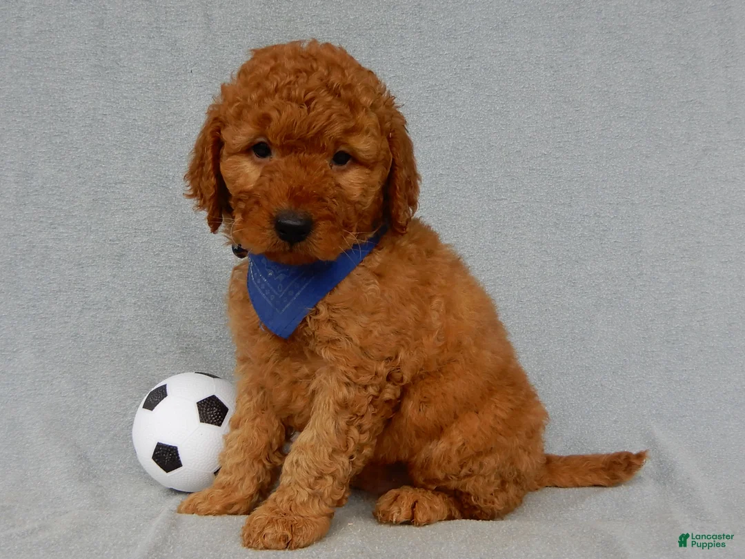 Mini Goldendoodle dogs for sale: Finley-MEDIUM - Ad 1