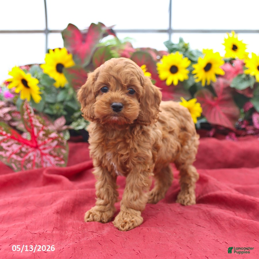 Cockapoo dogs Happy - Ad 1