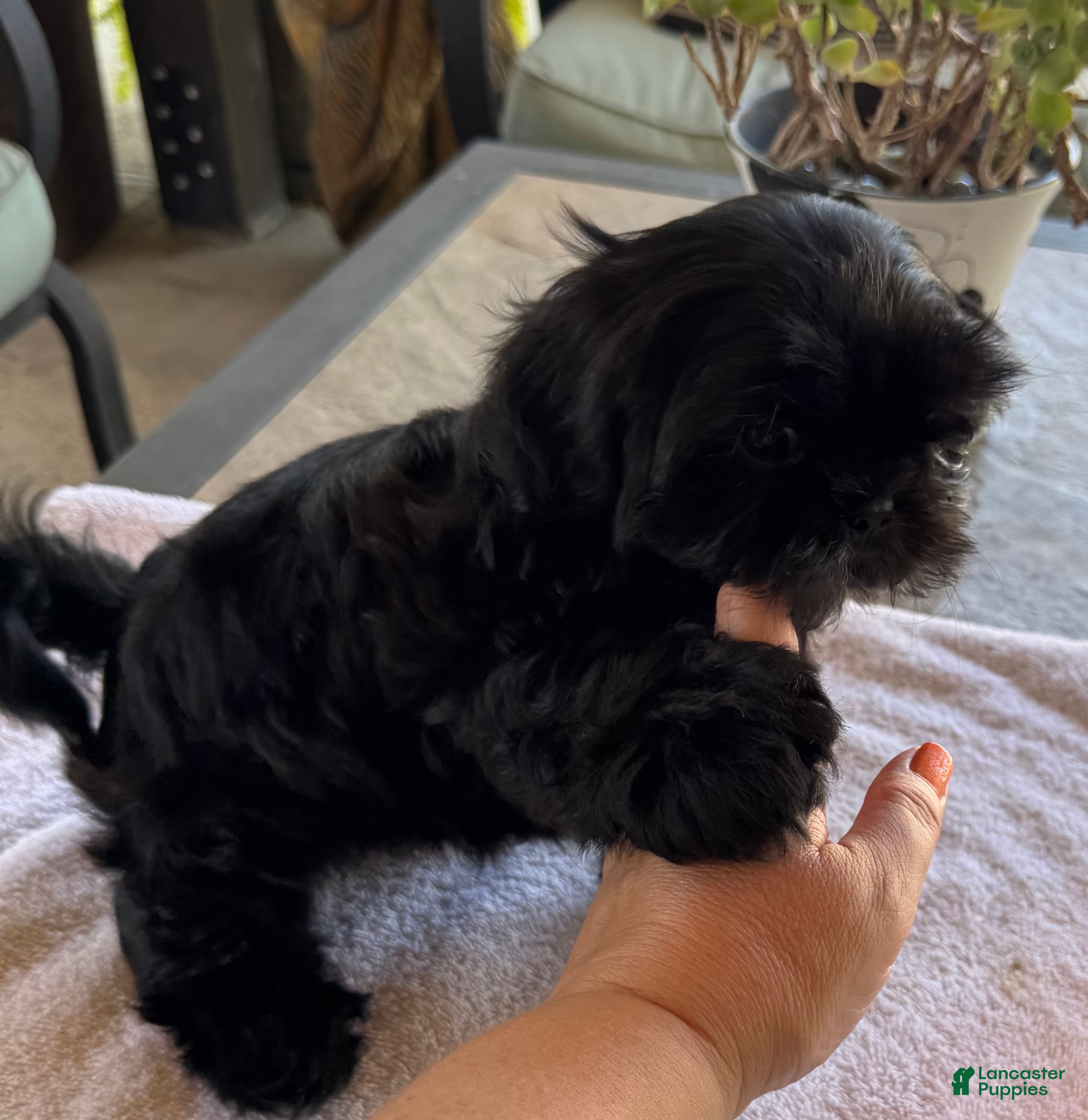 Shih Tzu dogs Shih Tzu 2 - Ad 2
