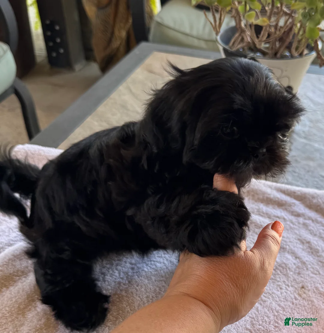 Shih Tzu dogs for sale: Shih Tzu 2 - Ad 2