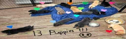 Labrador Retriever dogs for sale: Luigi - Ad 10