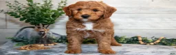 Mini Goldendoodle dogs for sale: Stanley - Ad 2