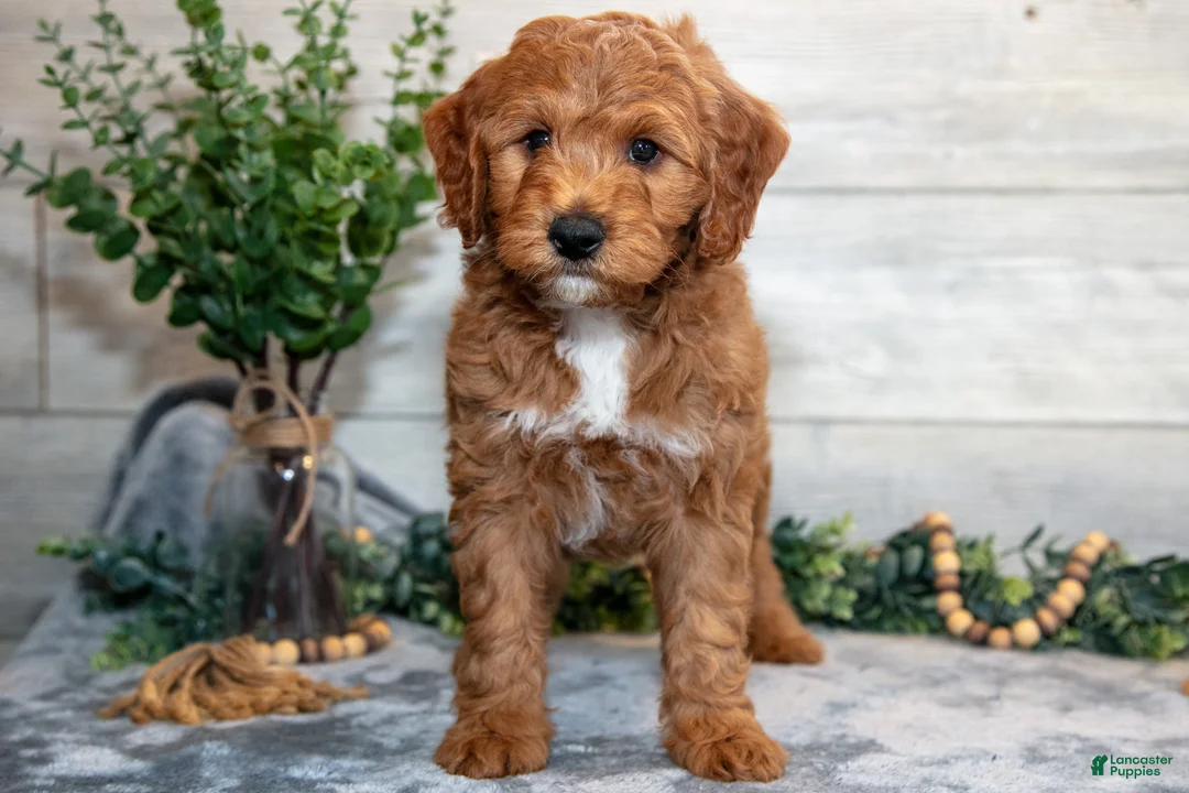 Mini Goldendoodle dogs for sale: Stanley - Ad 2