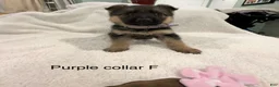 German Shepherd dogs for sale: German Shepherd Puppy 7 - Ad 1