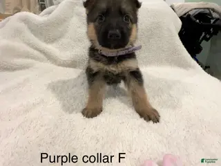 German Shepherd dogs German Shepherd Puppy 7 - Ad 22