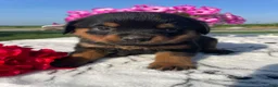 Rottweiler dogs for sale: Twinkle - Ad 2