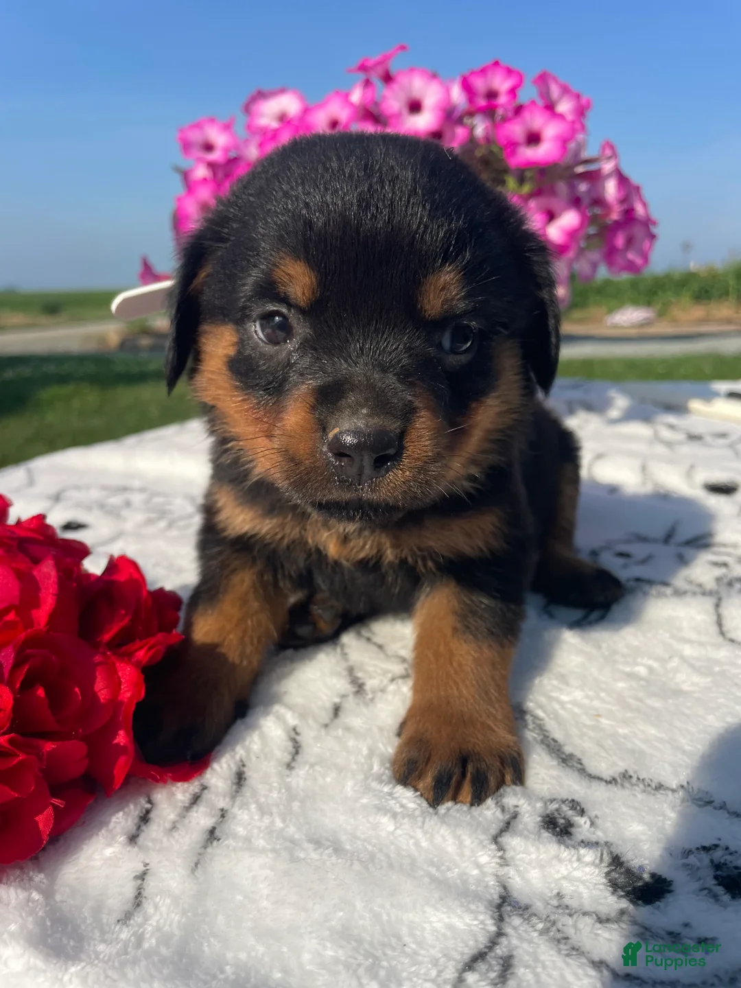 Rottweiler dogs for sale: Twinkle - Ad 2