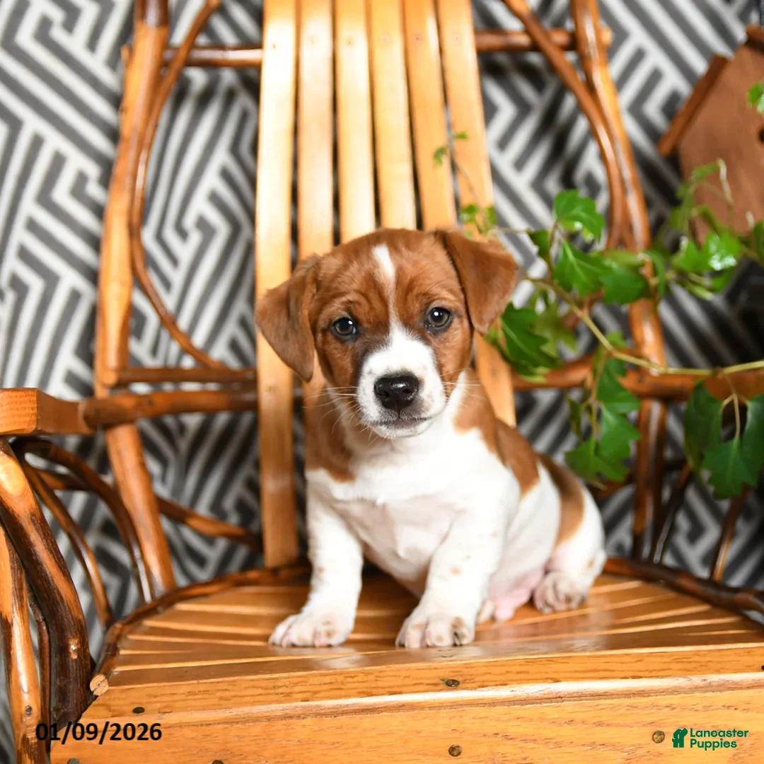 Mixed Breed dogs for sale: Eve - Ad 1