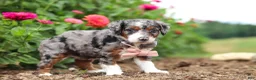 Mini Bernedoodle dogs for sale: Honey - Ad 3