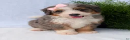 Mini Bernedoodle dogs for sale: Mini Emmie  - Ad 5