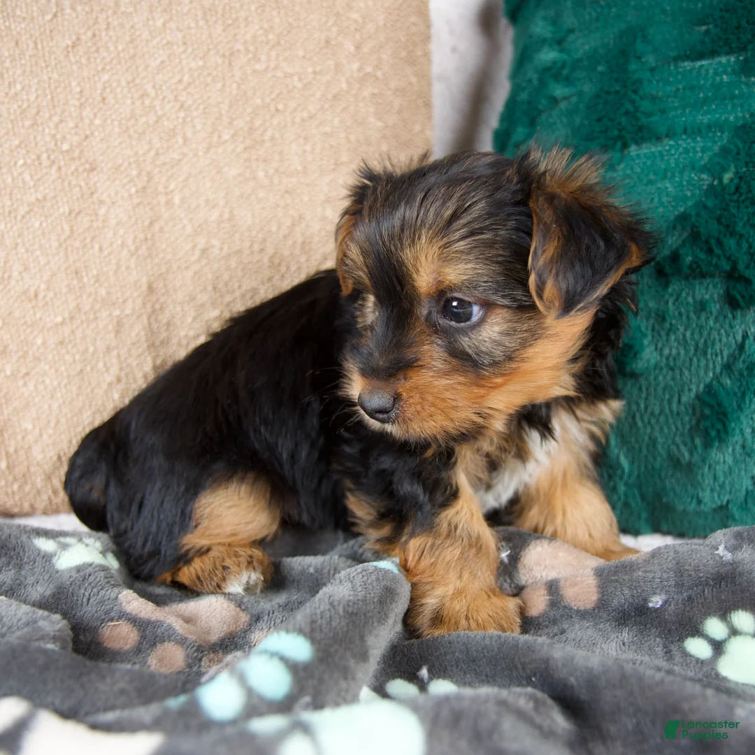 Yorkshire Terrier dogs for sale: Gabriel - Ad 3