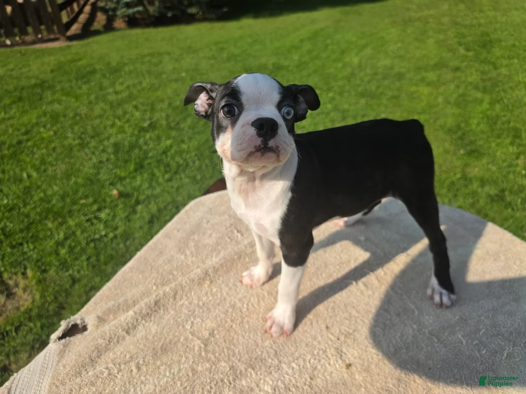 Boston Terrier dogs for sale: Boston Terrier Female  - Ad 2