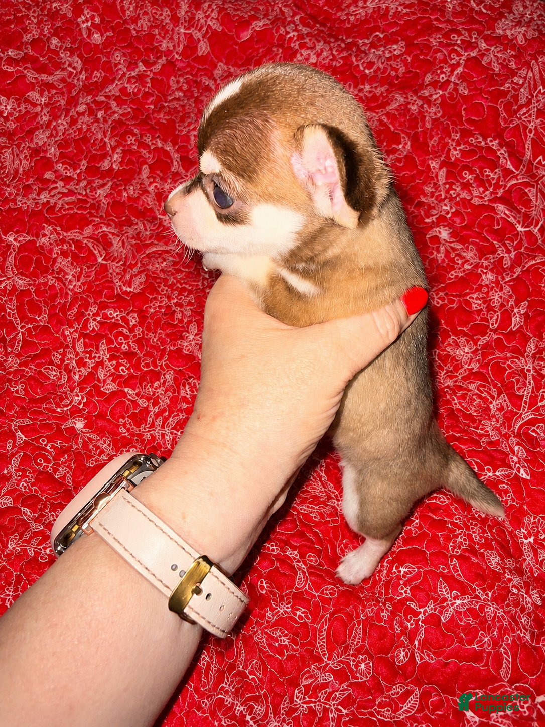 Chihuahua dogs Fritzle - Ad 2