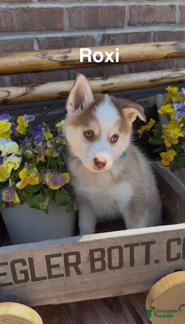Pomsky dogs for sale: Roxie - Ad 2
