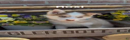 Pomsky dogs for sale: Roxie - Ad 1