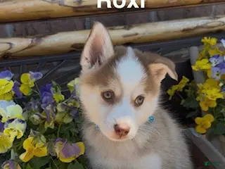 Pomsky dogs for sale: Roxie - Ad 2