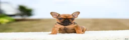 French Bulldog dogs for sale: Nico - Ad 9