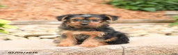 Yorkshire Terrier dogs for sale: Pluto - Ad 1