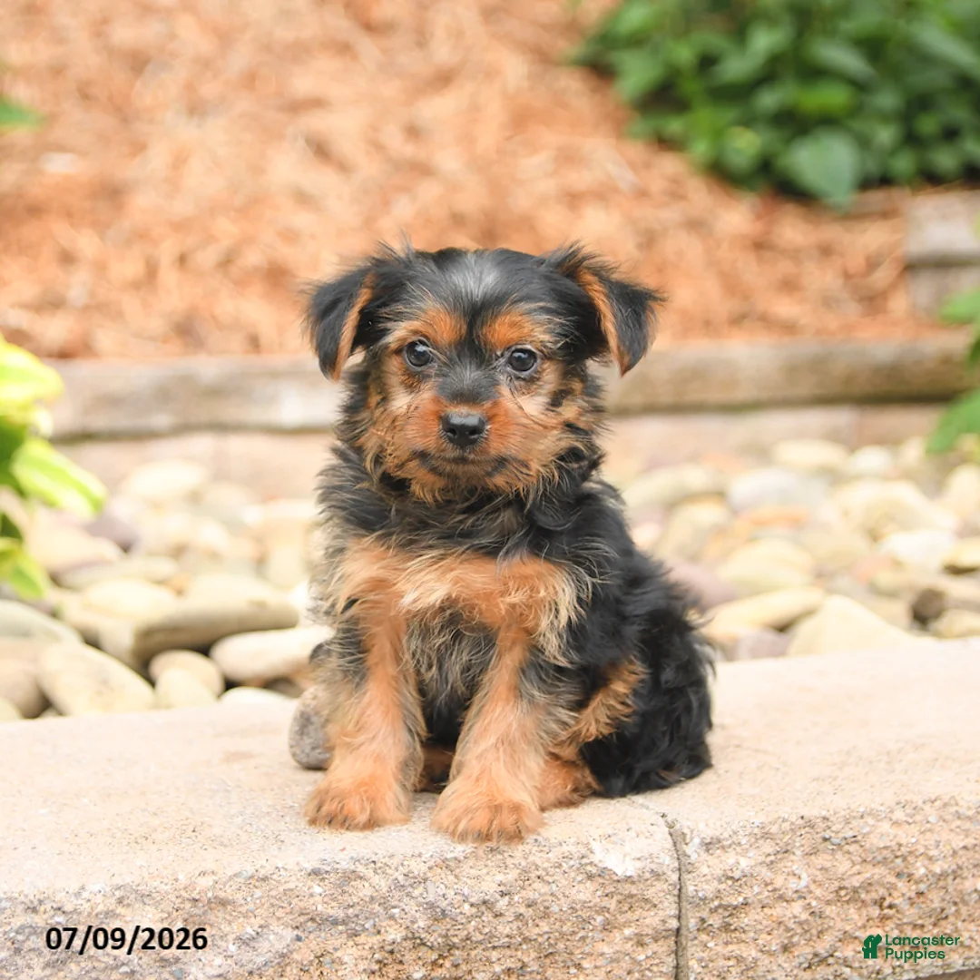 Yorkshire Terrier dogs for sale: Pluto - Ad 1