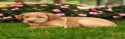 Labrador Retriever dogs for sale: Sage - Ad 3