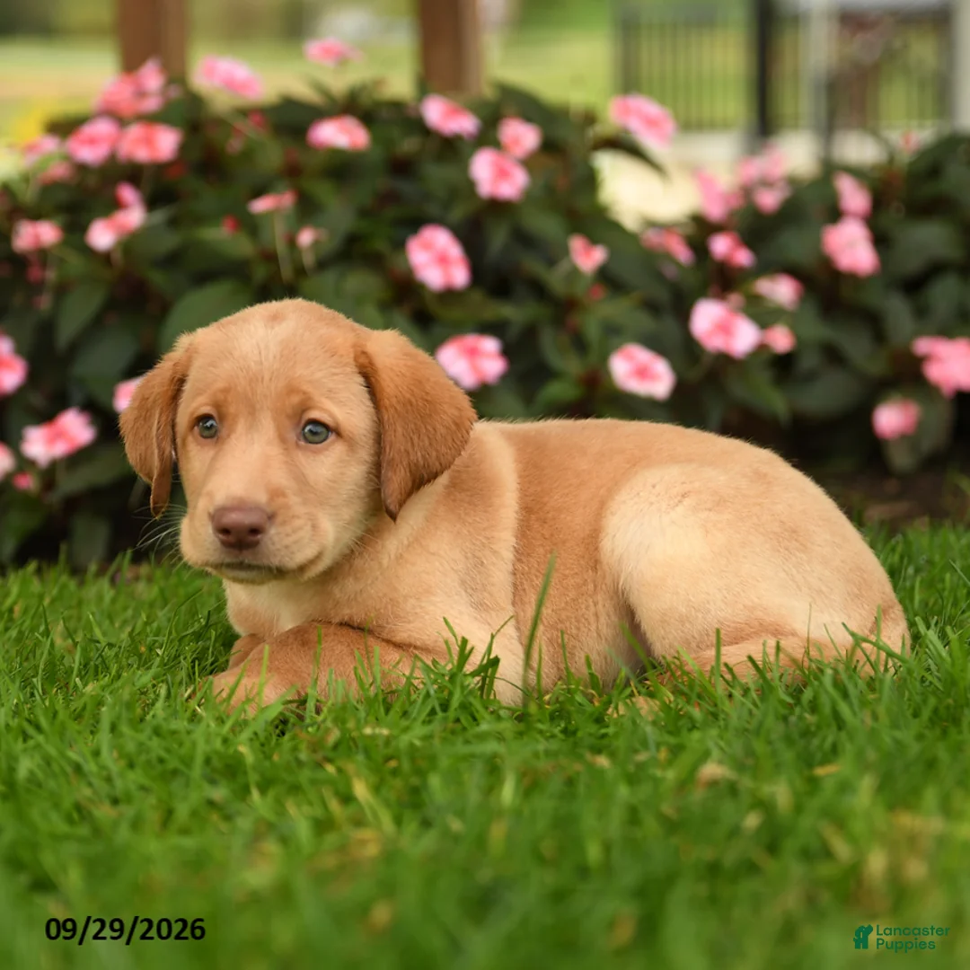 Labrador Retriever dogs for sale: Sage - Ad 3