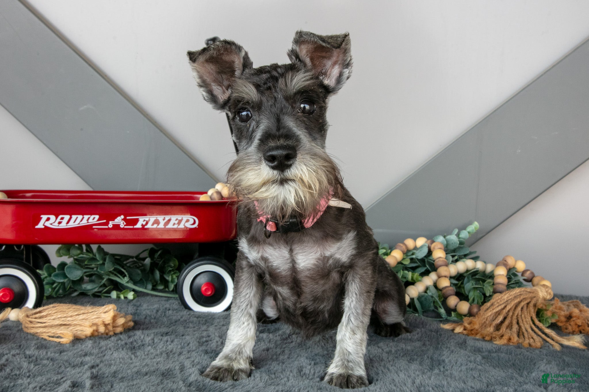 Miniature Schnauzer dogs Iris - Ad 1