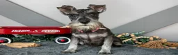 Miniature Schnauzer dogs for sale: Iris - Ad 1