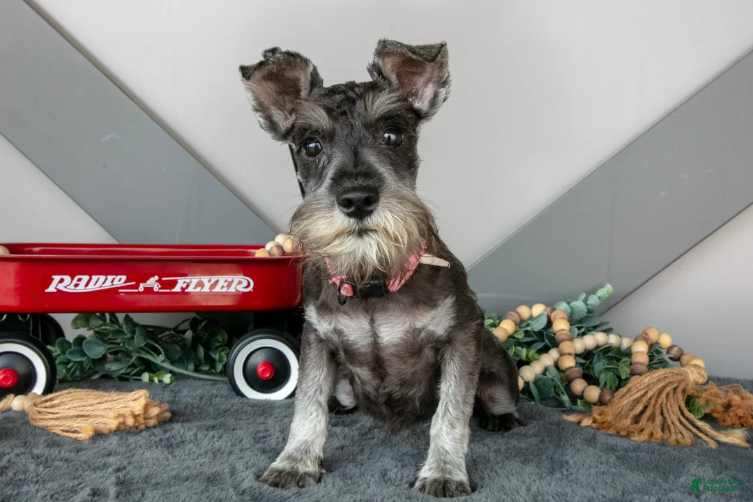Miniature Schnauzer dogs for sale: Iris - Ad 1