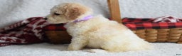 Goldendoodle dogs for sale: Goldendoodle Puppy 2 - Ad 5