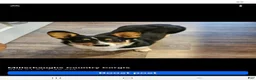 Welsh Corgi Pembroke dogs for sale: Welsh Corgi Pembroke 1 - Ad 6