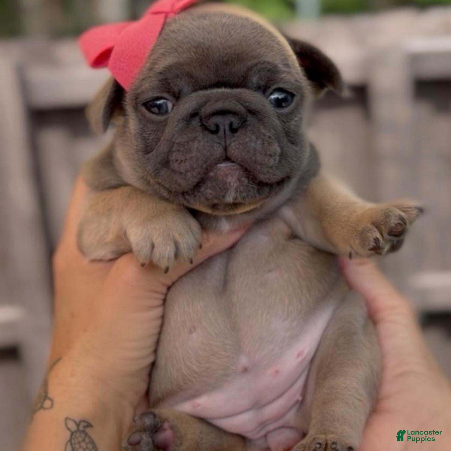 French Bulldog dogs Girl - Ad 2